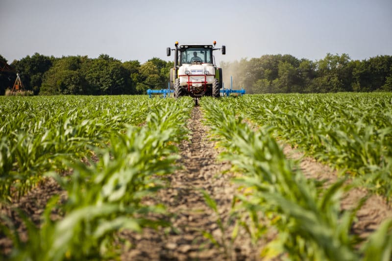 Weed Management in Maize